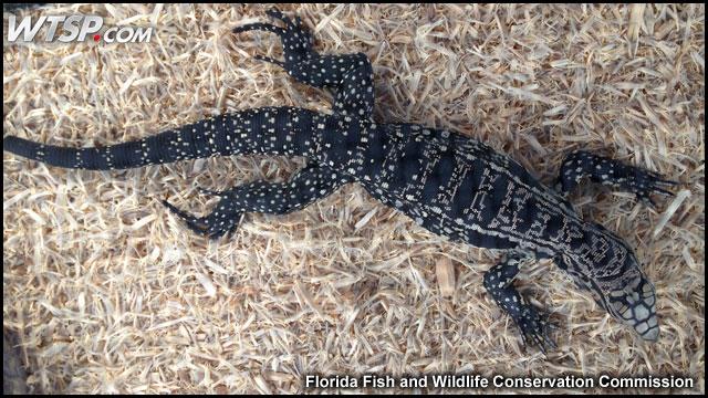 Tegu