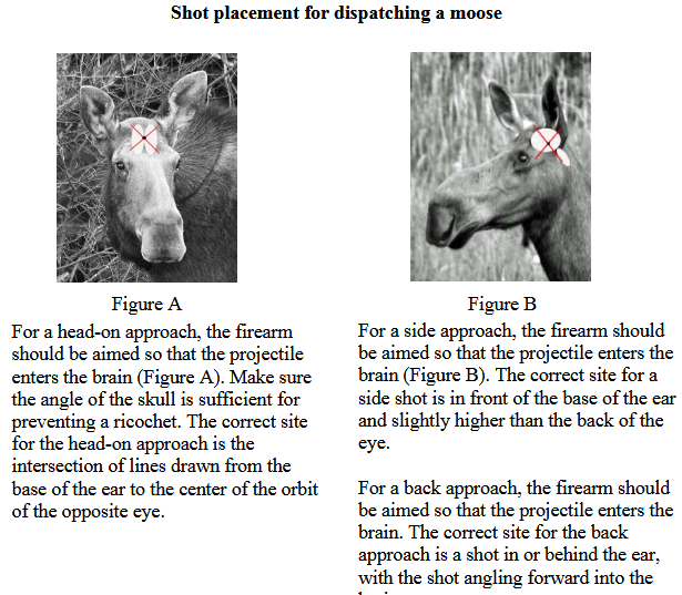 The Captain's Journal » Man Shoots, Kills Moose MidAttack